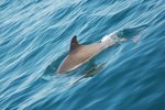 Delphin